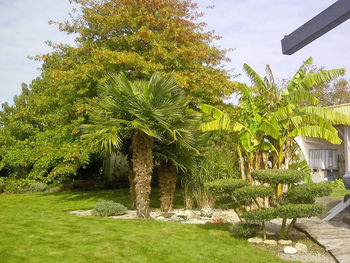 Trees and plants growing in yard against sky