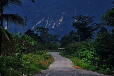 Road passing through forest