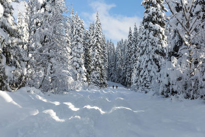 Snow covered trees against sky