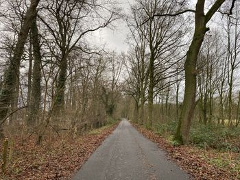 Road amidst trees in forest
