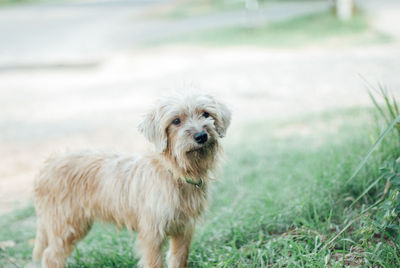 Portrait of dog on field