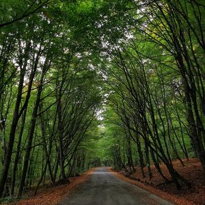 Road amidst trees in forest