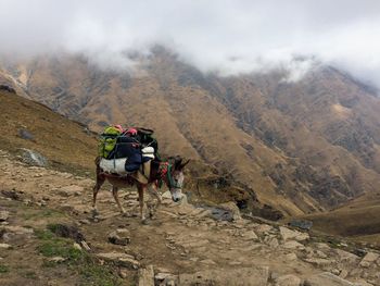 Donkey with luggage walking on mountain