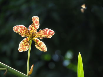 Close-up of flowering plant