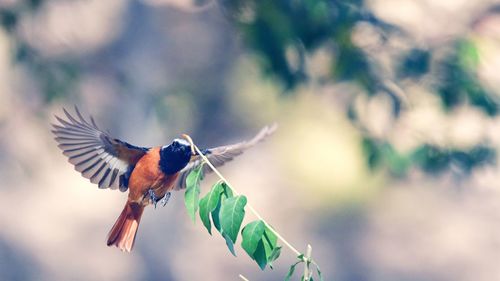 Low angle view of bird flying