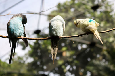 Low angle view of bird perching on tree