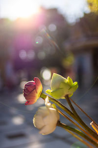 The lotus flower is a flower that thai buddhists believe is pure.