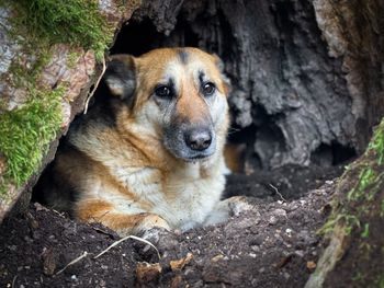 Portrait of german shepherd dog hiding in a tree hollow 