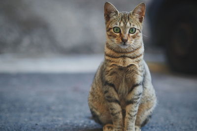 Portrait of cat sitting outdoors