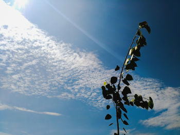 Low angle view of plant against sky