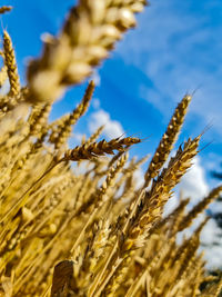 Close-up of stalks in field