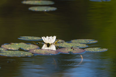 Close-up of lotus water lily in lake