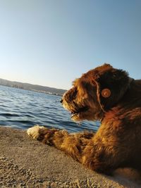 Dog on the beach