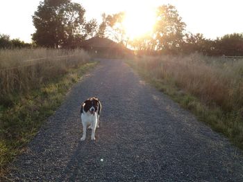 Dog walking on road