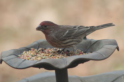 Close-up of bird perching outdoors