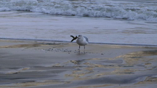 Seagull on beach