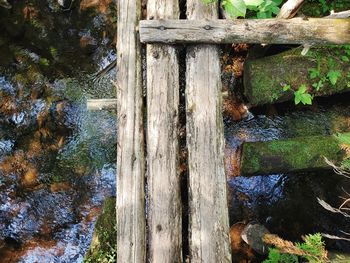 Close-up of tree trunk by lake in forest