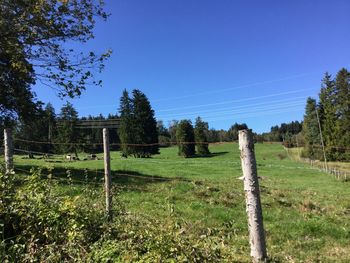 Scenic view of trees against clear sky