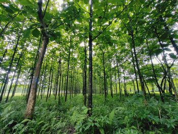 Trees in forest