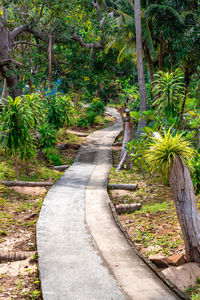 Footpath amidst palm trees in park