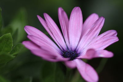 Close-up of pink flower