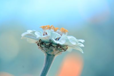 Close-up of flowering plant against blue sky