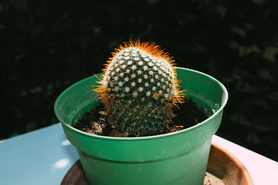 Close-up of cactus in pot