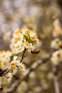 Close-up of cherry blossoms on branch