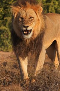 Lion roaring in camera