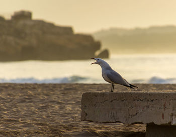 Seagull perching on a land