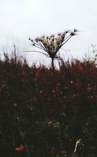 Trees growing against sky