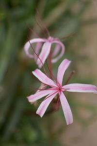 Close-up of pink flowering plant