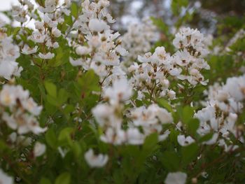 Close-up of white cherry blossom tree