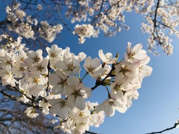 Low angle view of cherry blossoms against sky