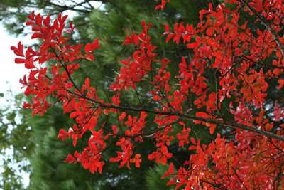 Close-up of red maple leaves on plant