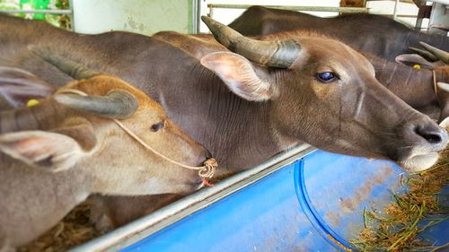 Close-up of cow