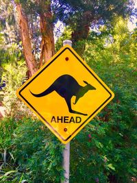 Close-up of road sign against trees