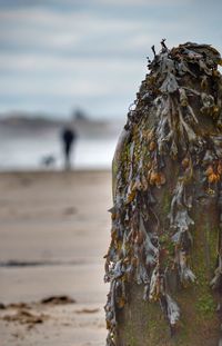 Close-up of rock on beach against sky