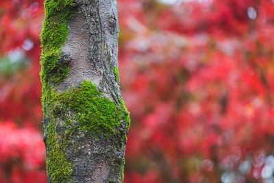 Close-up of tree trunk