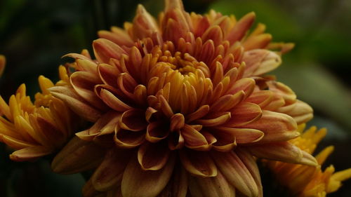 Close-up of dahlia