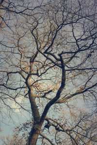 Low angle view of bare tree against sky