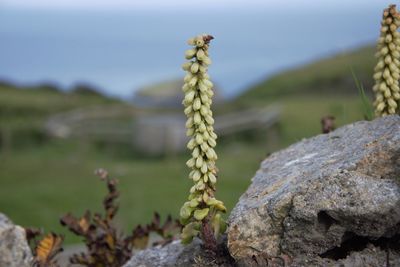 Close-up of plant growing on rock