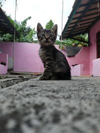 Portrait of cat sitting outdoors