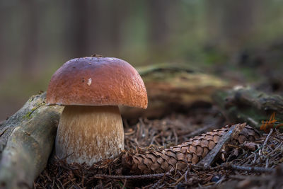 Close-up of mushroom growing on field