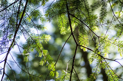 Low angle view of trees against sky