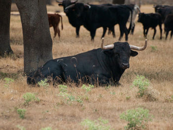 Cows in a field