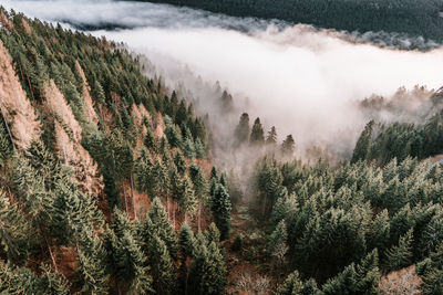 Panoramic view of pine trees in forest