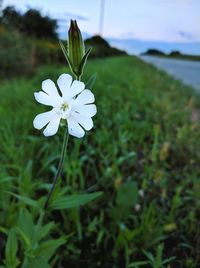 Close-up of white flowers blooming in field