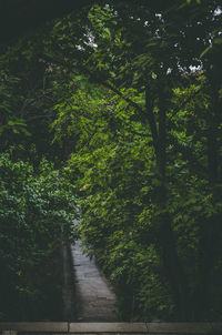 Footpath amidst trees in forest