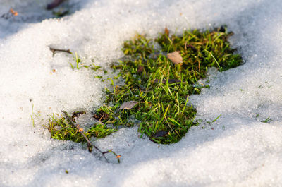 High angle view of plants growing on field during winter
